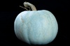 A blue pumpkin, generally only found at Fall Farmers Markets