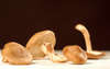 Chinese Salsa with Mushrooms