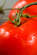 Recipe Photo
