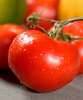 Basil Tomatoes
