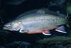 Shallow-Poached Sea Bass