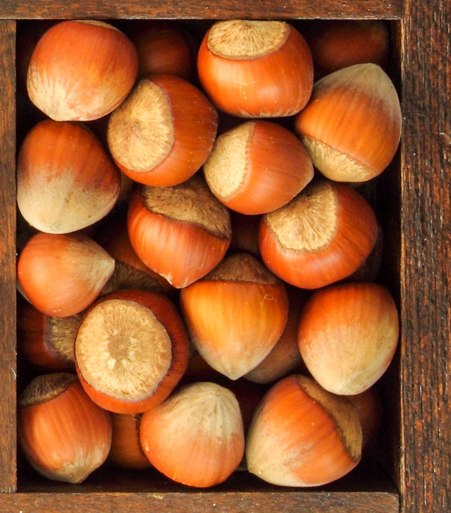 hazelnuts in their shell
