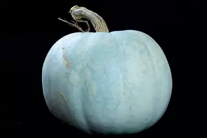 At the Fall Market: Squash, Apples and Blue Pumpkins?