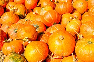 Pumpkins: Not Just for Pretty Colours!