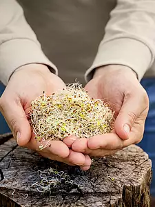 alfalfa sprouts
