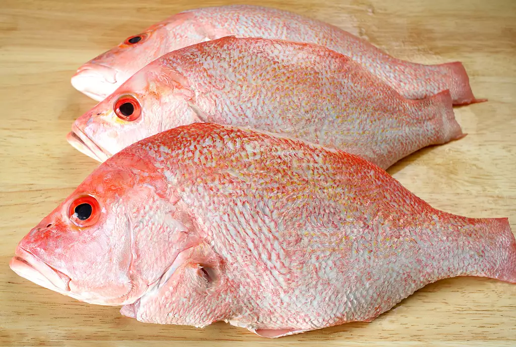 red snapper, whole fish