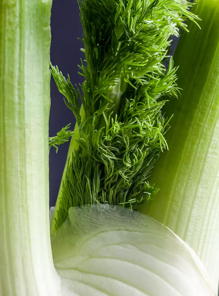fennel fronds