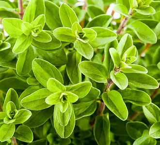 marjoram sprig