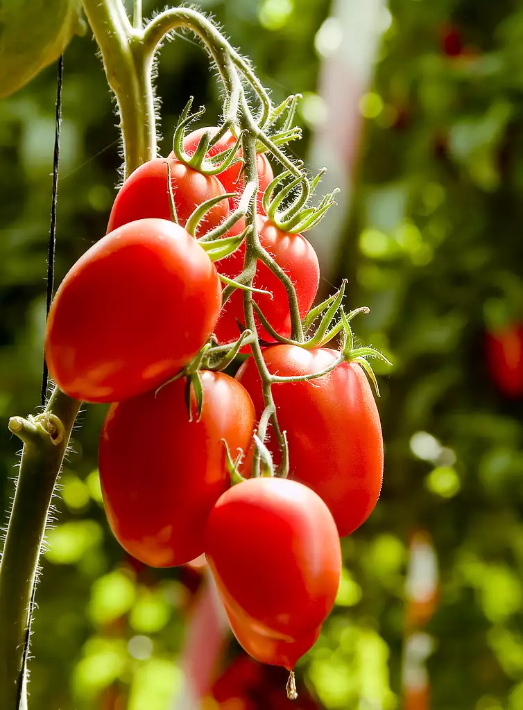 italian plum (roma) tomatoes