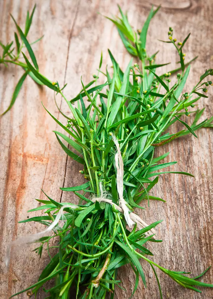 tarragon leaves