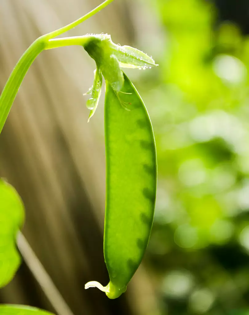 snow pea pods