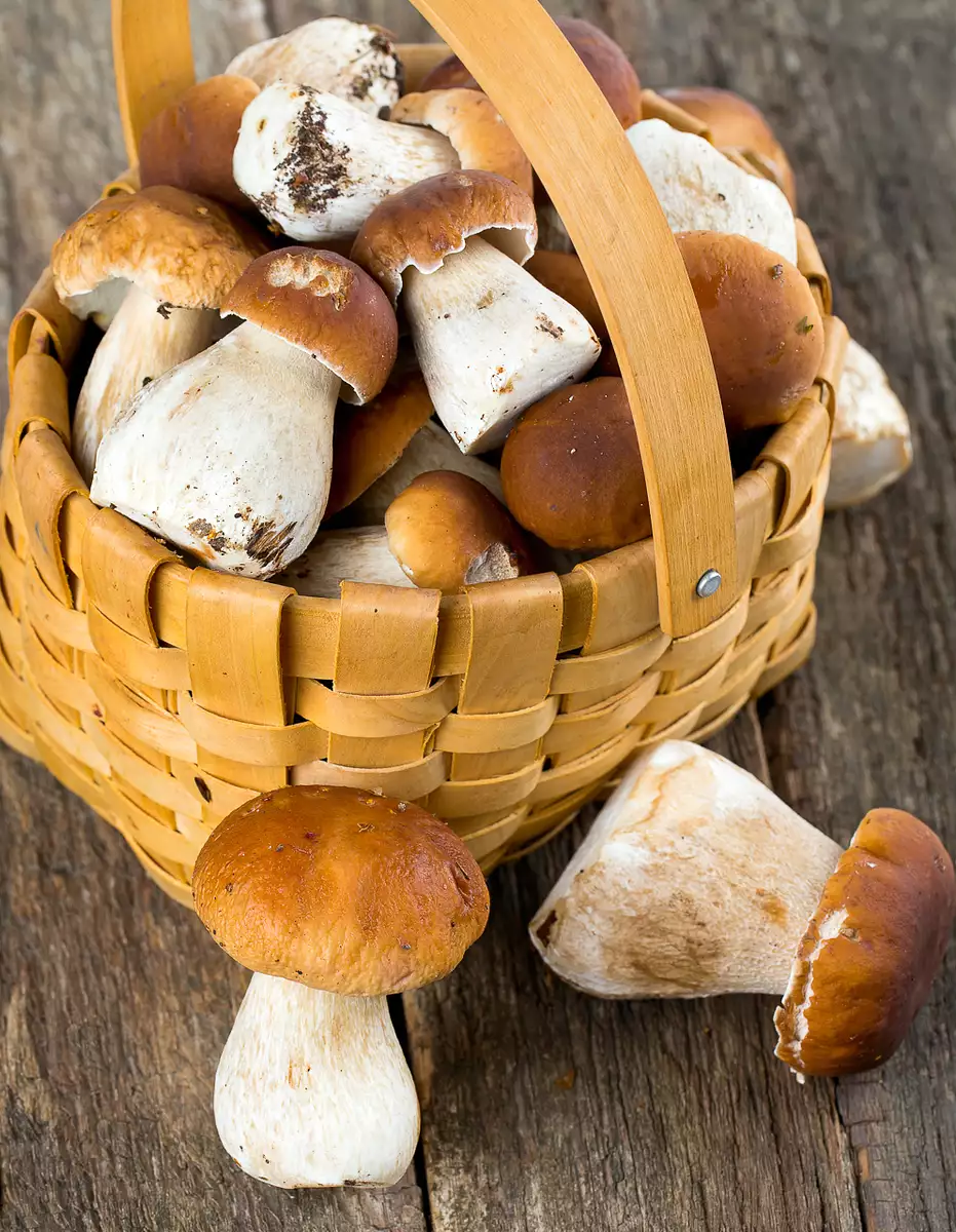 mushrooms, porcini
