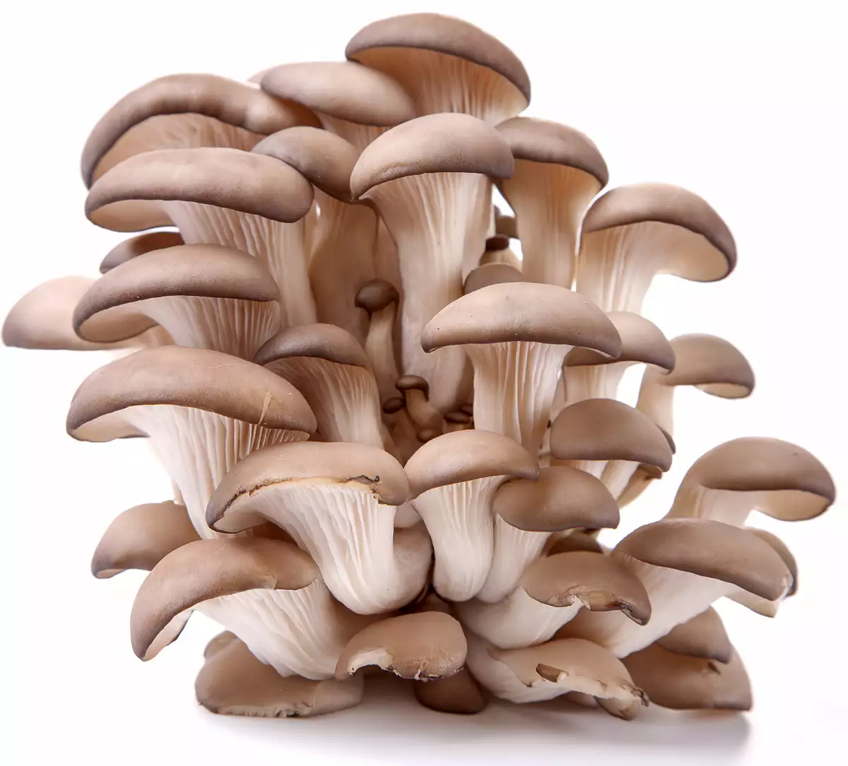 mushrooms, oyster