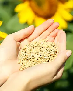 sunflower seeds
