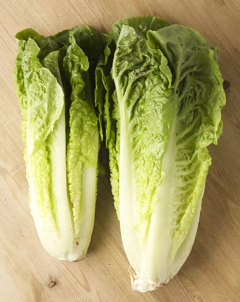romaine lettuce