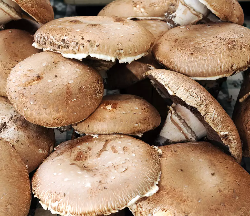 mushrooms, portabello