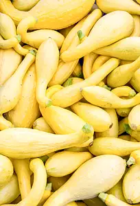 yellow crookneck squash