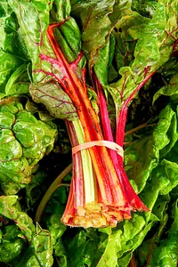 swiss chard