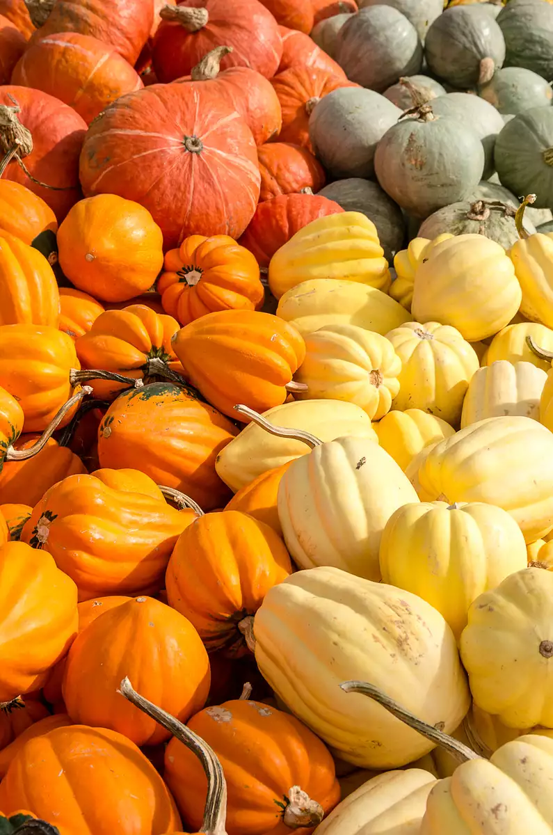 winter squash