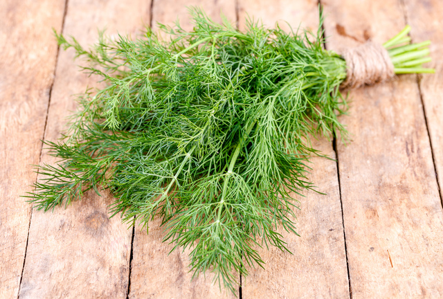 Fresh bunch of dill weed