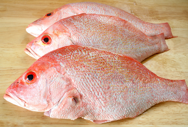 whole red snapper fish