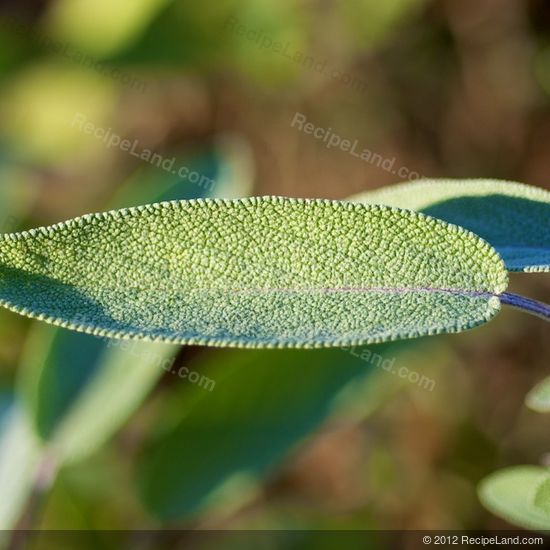 sage leaves