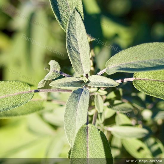 sage leaves