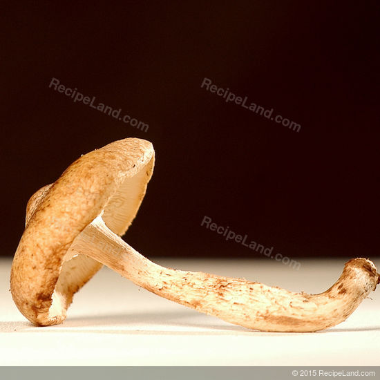 Shitake mushroom - close-up